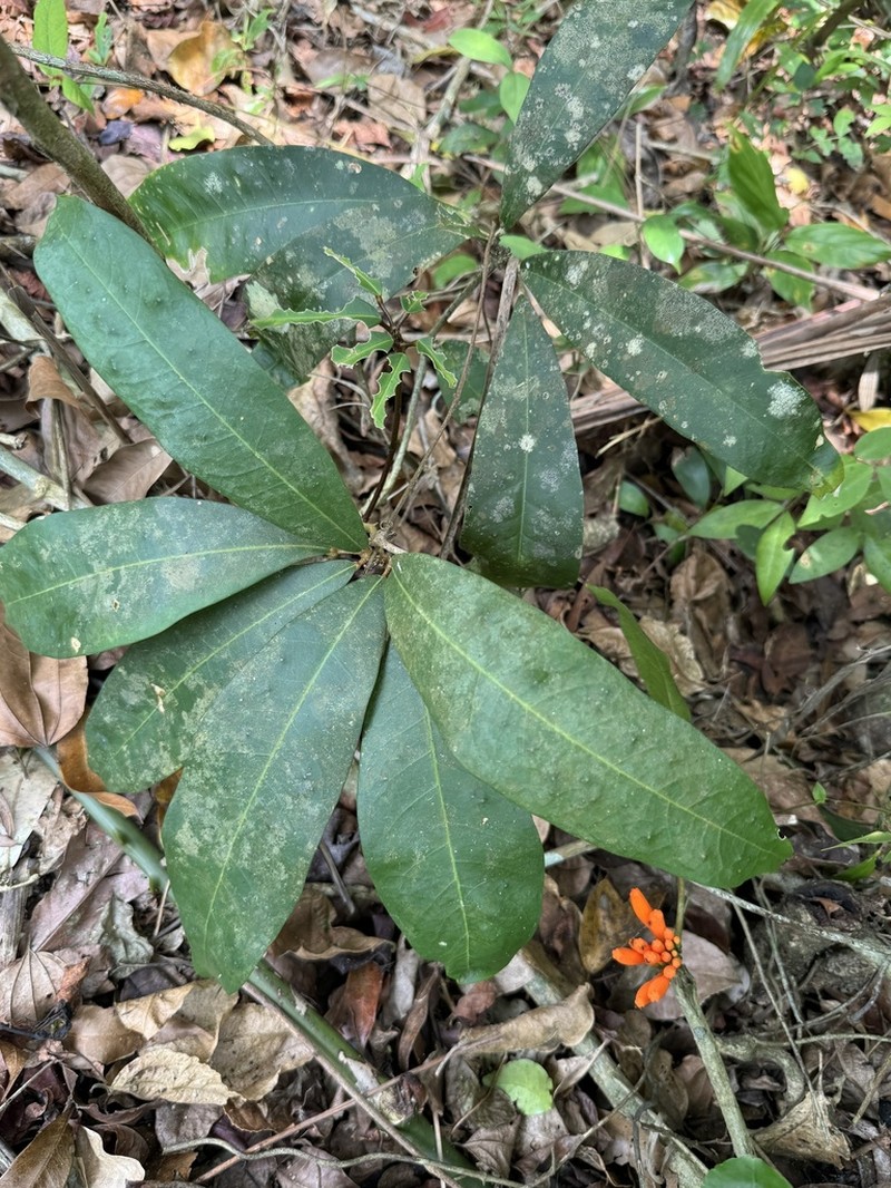 Adenocalymma salmoneum photo 6