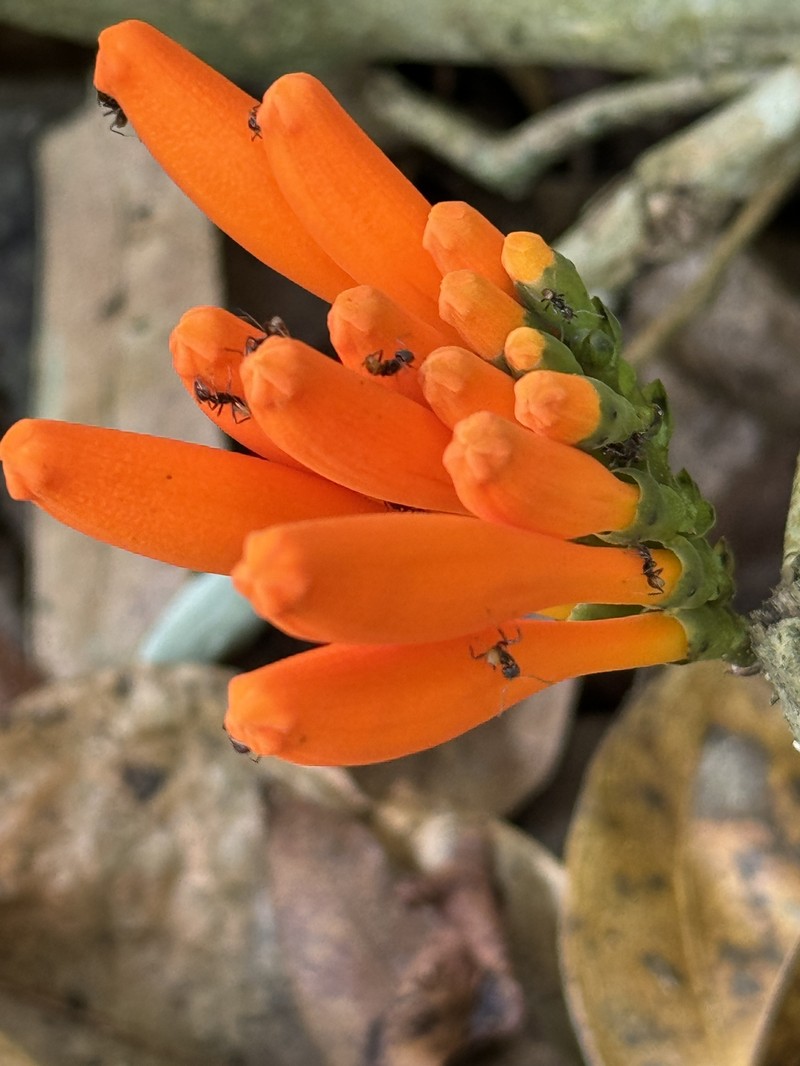 Adenocalymma salmoneum photo 7