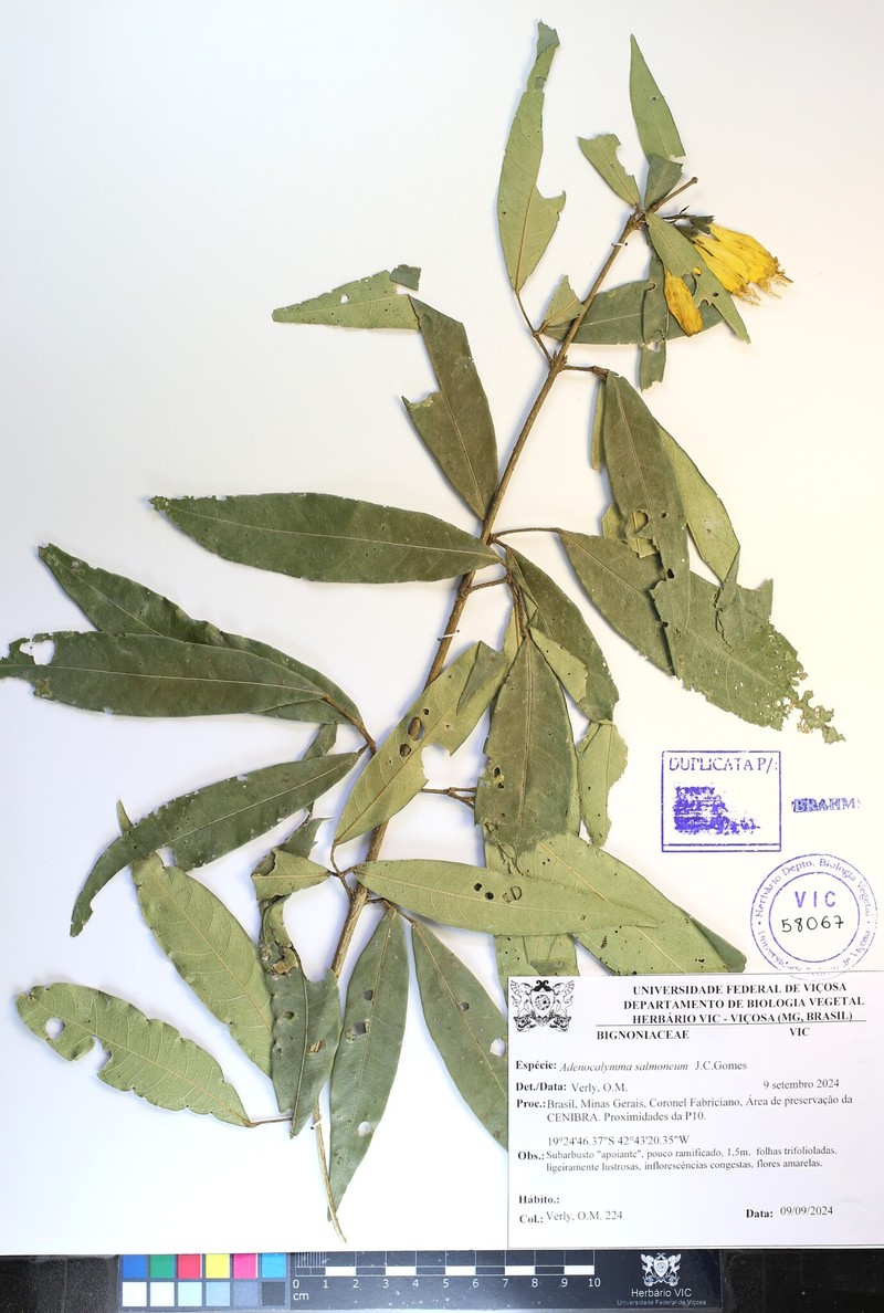 Adenocalymma salmoneum photo 8