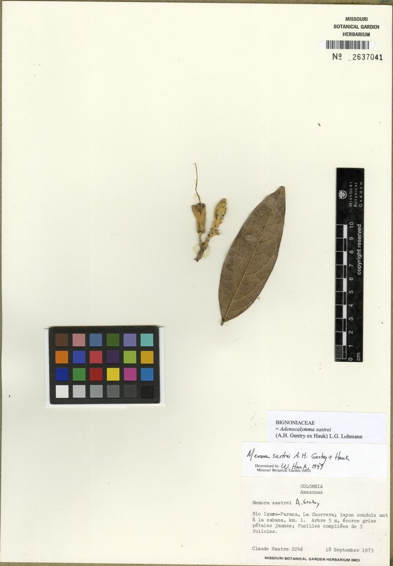 Adenocalymma sastrei