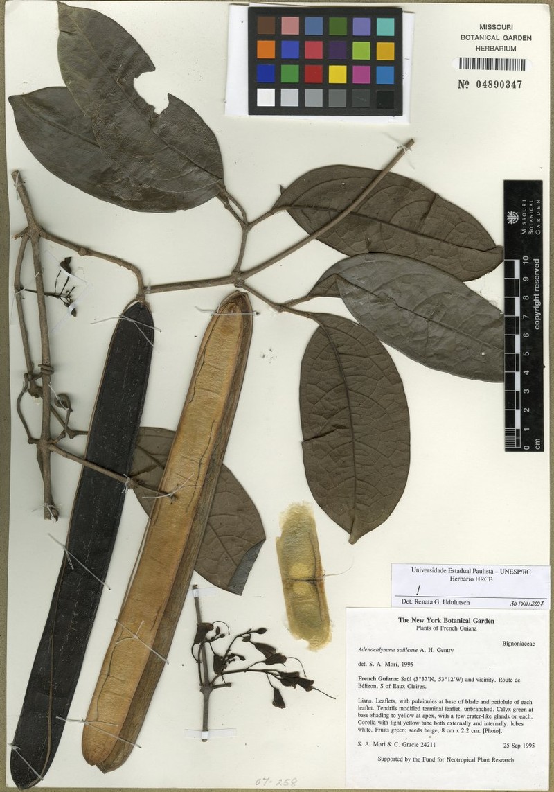 Adenocalymma saulense
