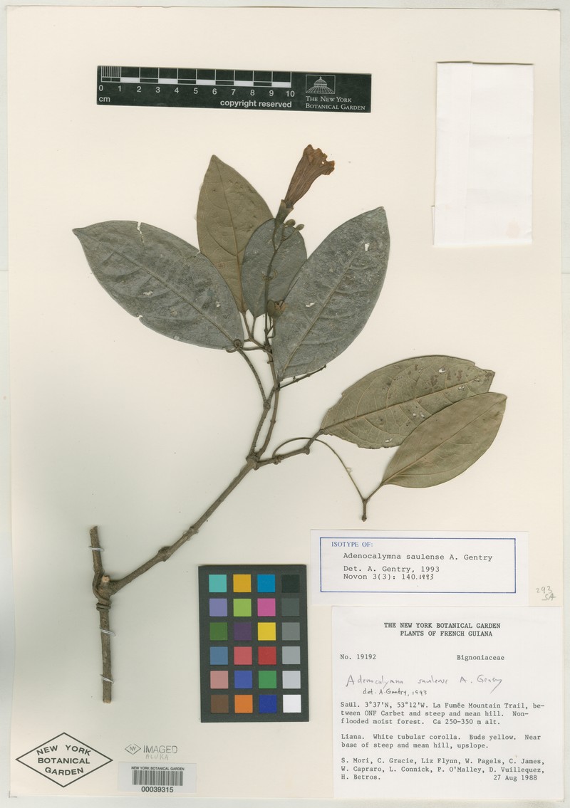 Adenocalymma saulense photo 3