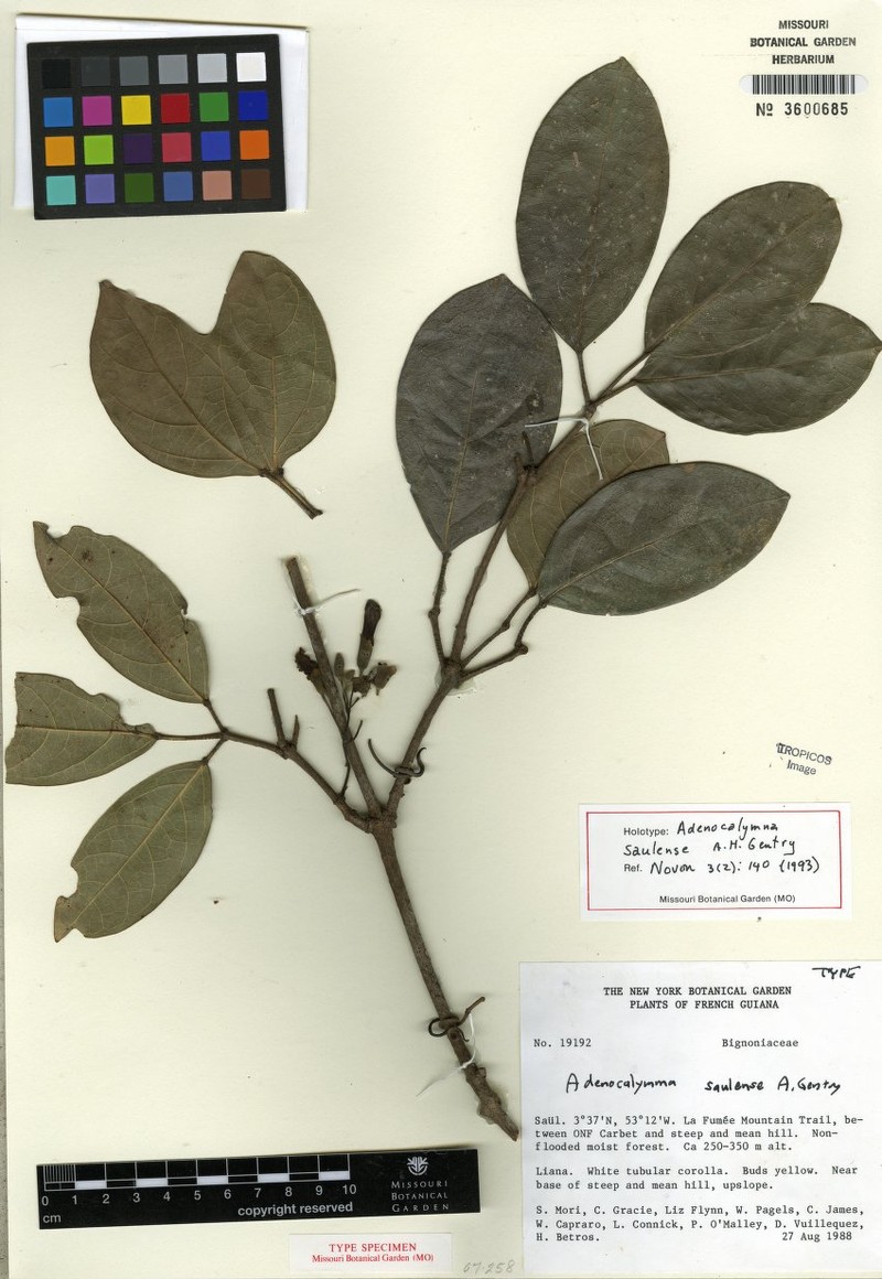 Adenocalymma saulense photo 4