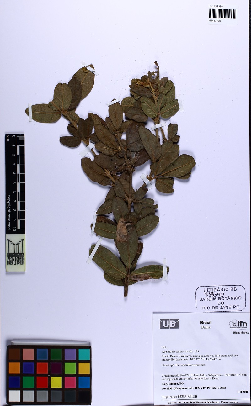 Adenocalymma scabriusculum
