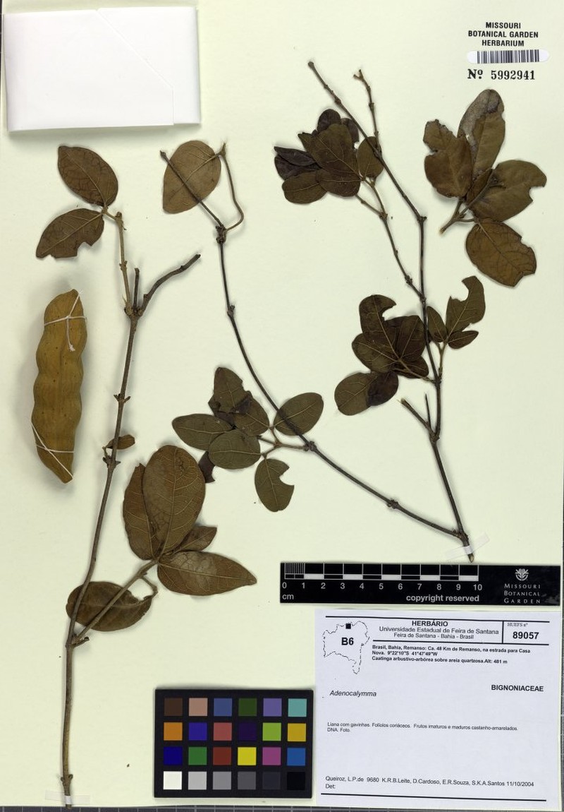 Adenocalymma scabriusculum photo 2