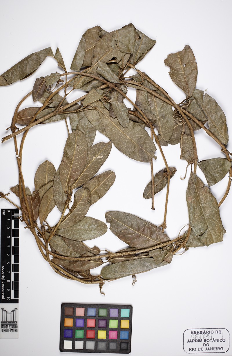 Adenocalymma scabriusculum photo 3