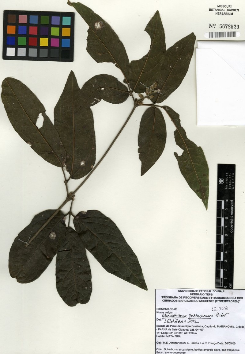 Adenocalymma scabriusculum photo 4