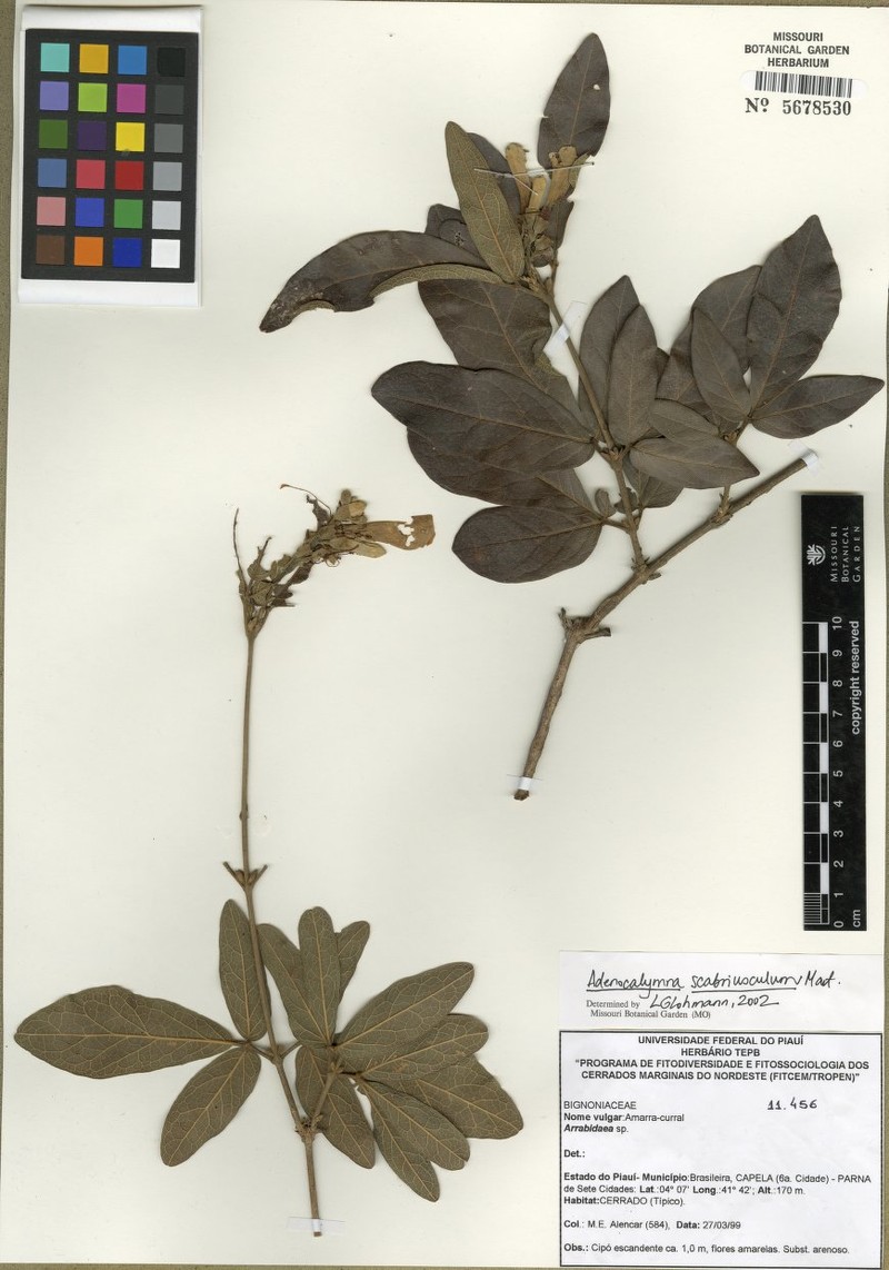 Adenocalymma scabriusculum photo 5
