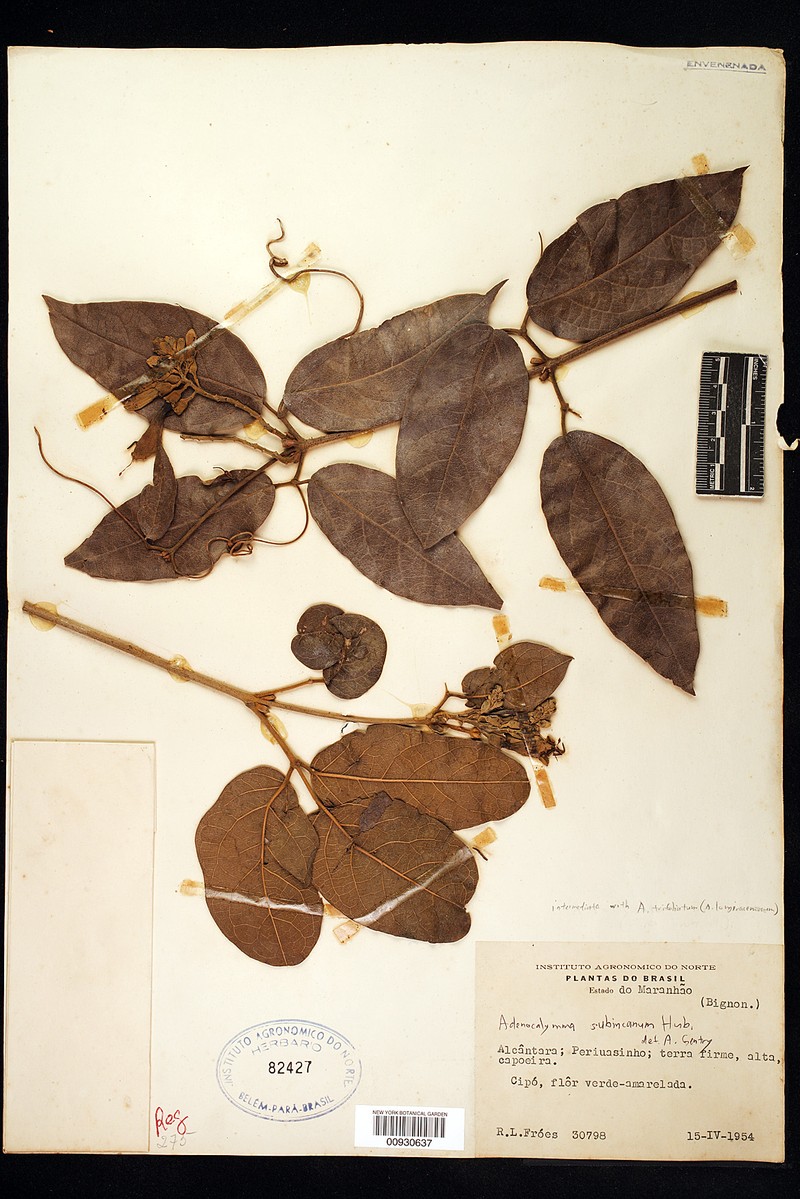 Adenocalymma scabriusculum photo 6