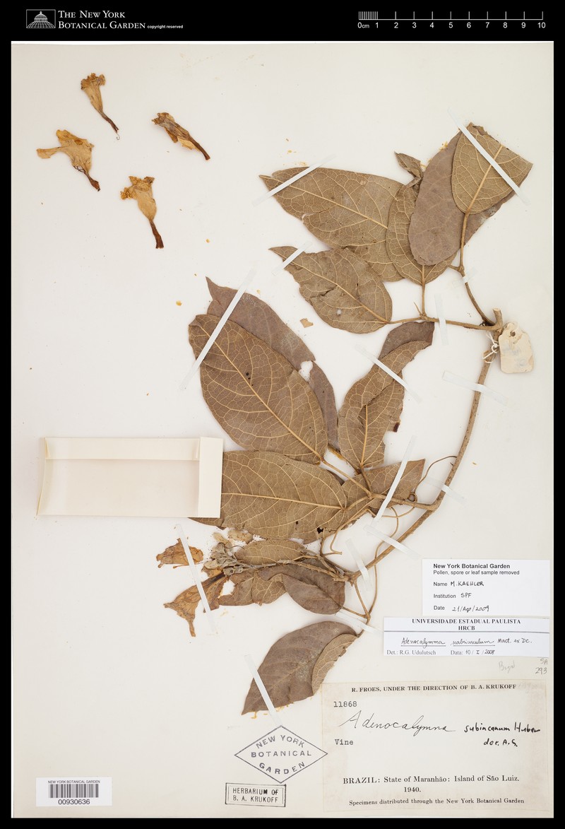 Adenocalymma scabriusculum photo 7