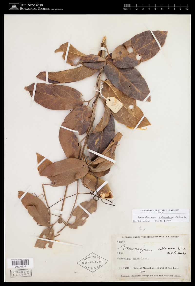 Adenocalymma scabriusculum photo 8