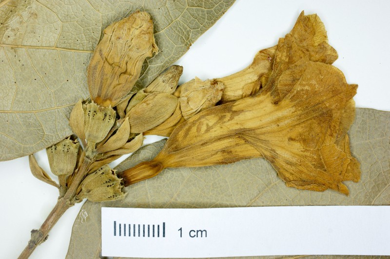 Adenocalymma scansile
