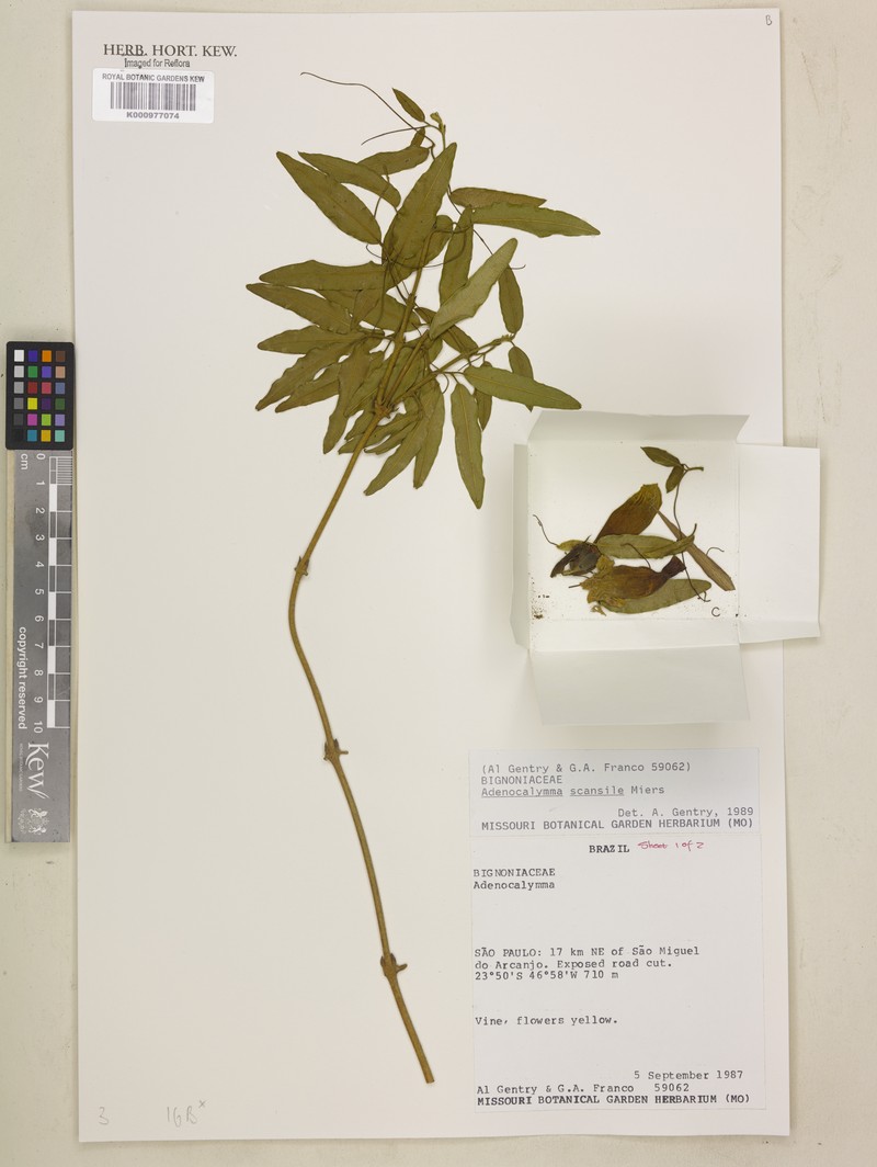 Adenocalymma scansile photo 3