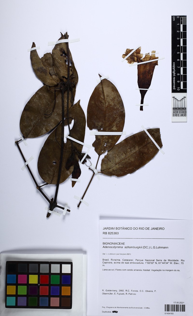 Adenocalymma schomburgkii