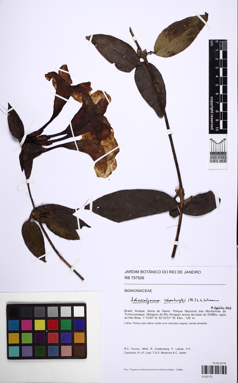 Adenocalymma schomburgkii photo 2