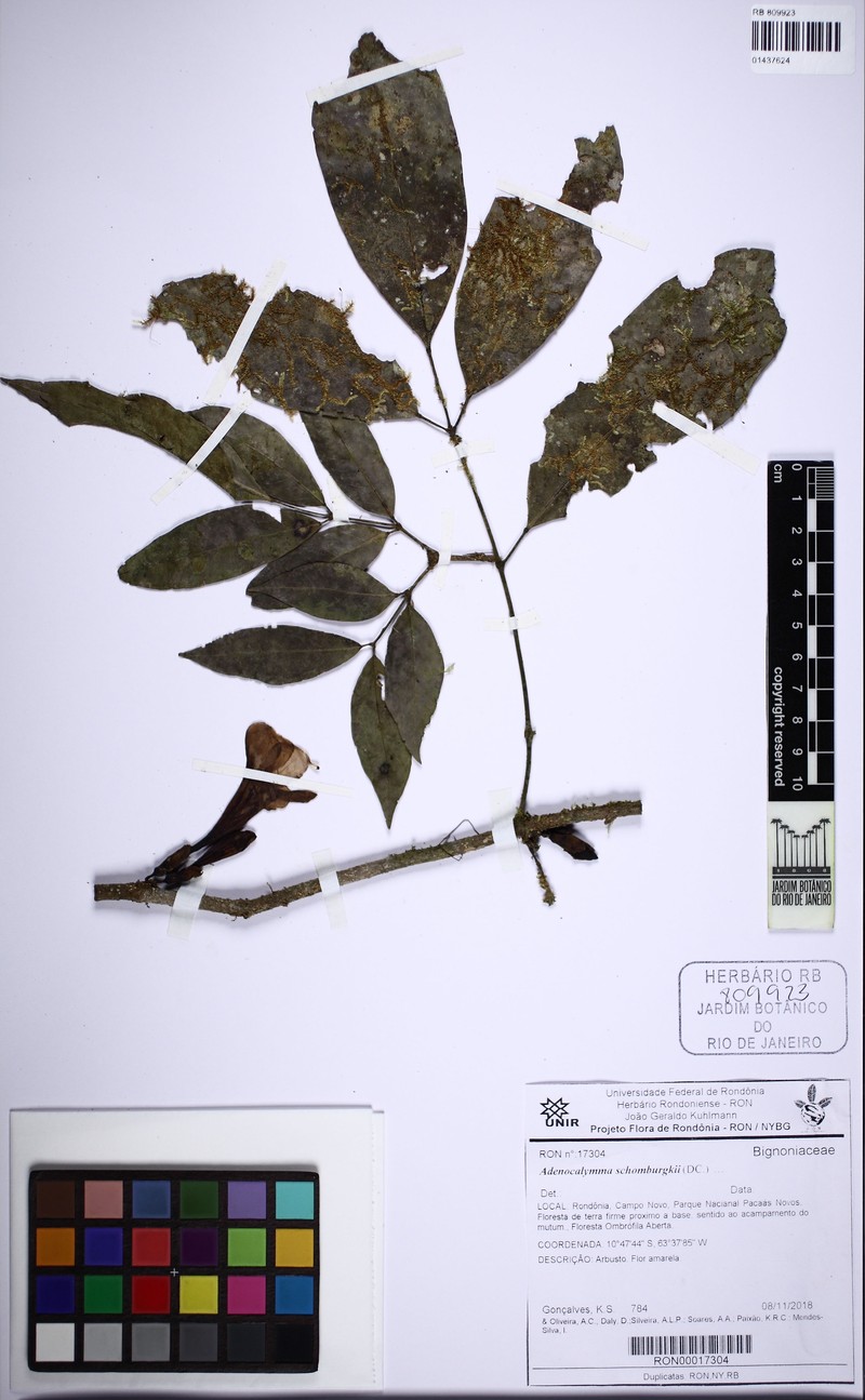 Adenocalymma schomburgkii photo 3