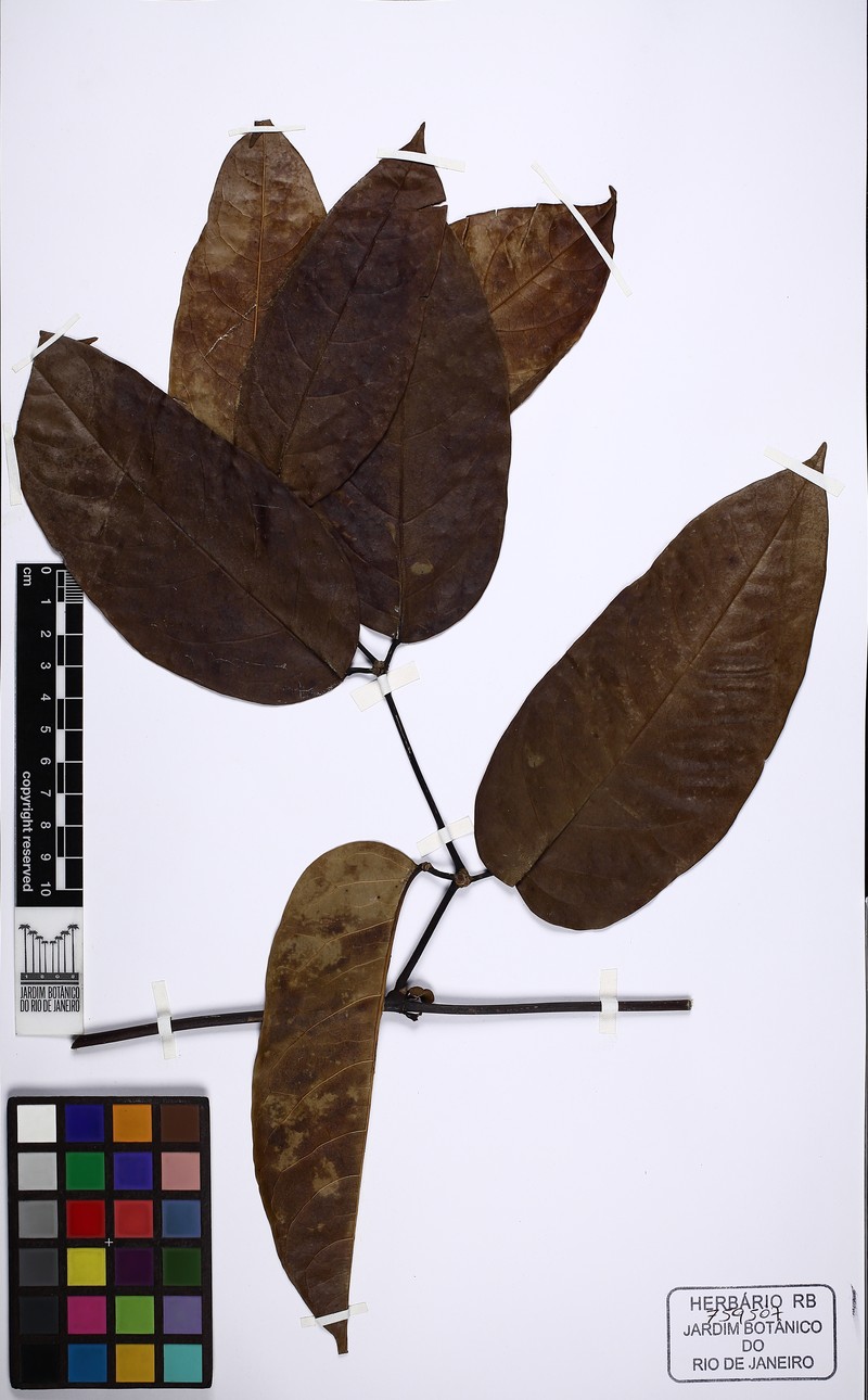 Adenocalymma schomburgkii photo 4