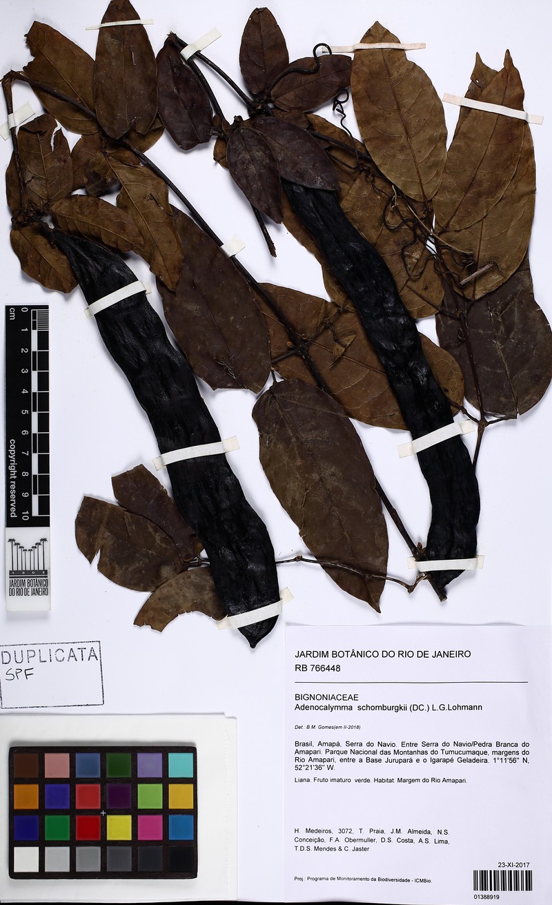 Adenocalymma schomburgkii photo 5