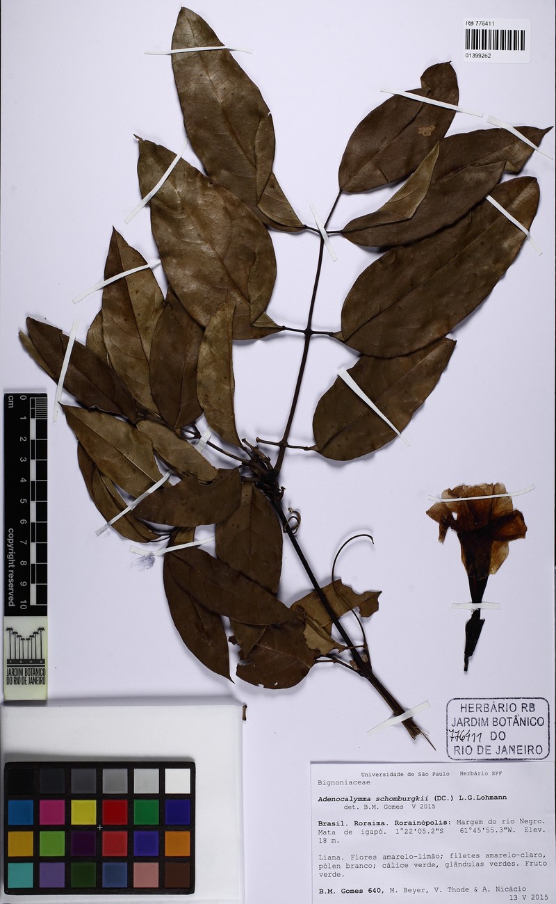 Adenocalymma schomburgkii photo 6