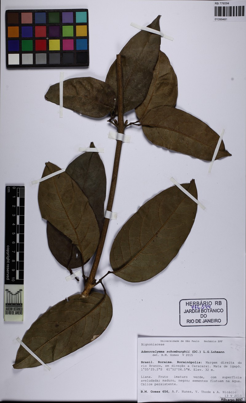 Adenocalymma schomburgkii photo 7