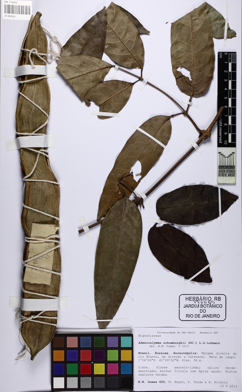 Adenocalymma schomburgkii photo 8