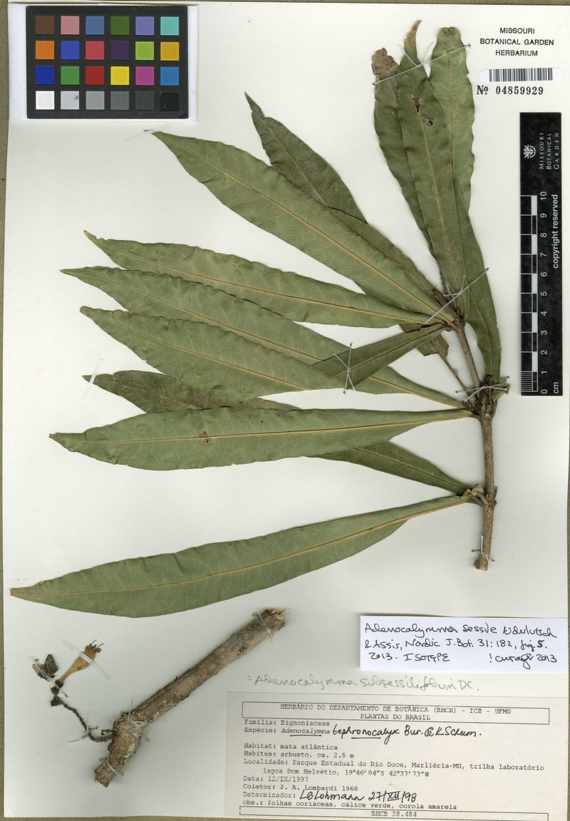 Adenocalymma sessile