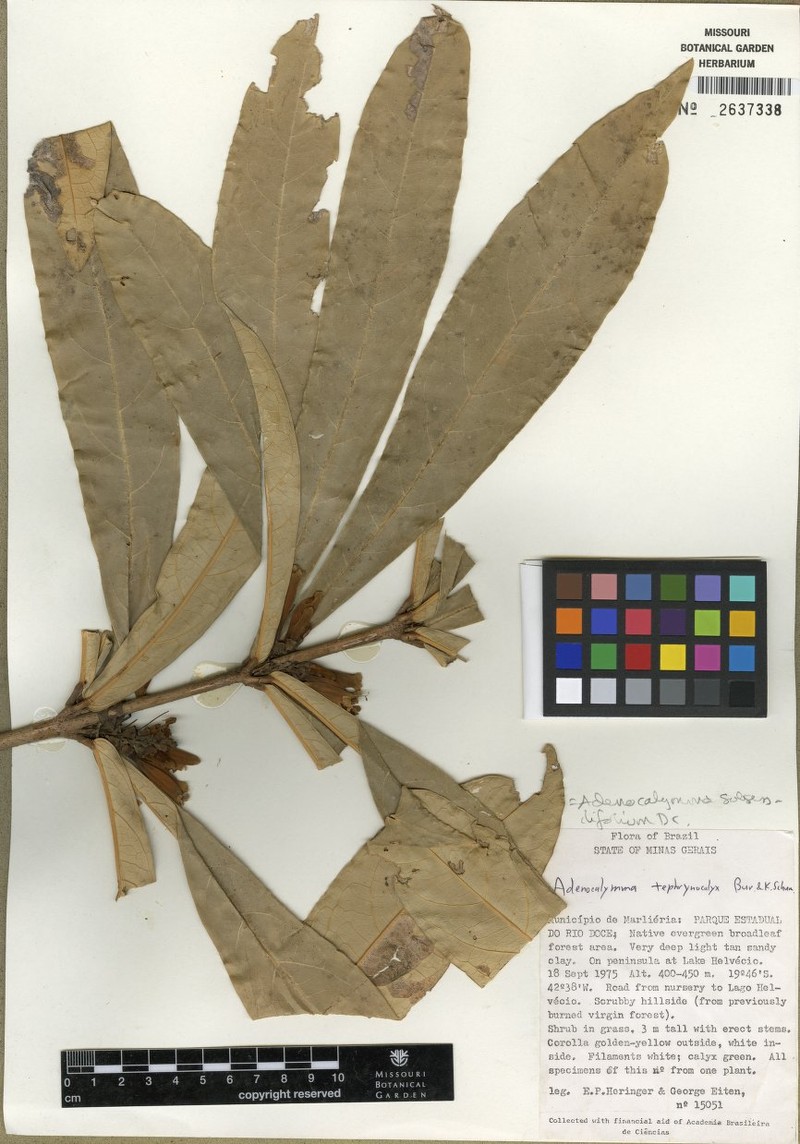 Adenocalymma sessile photo 2