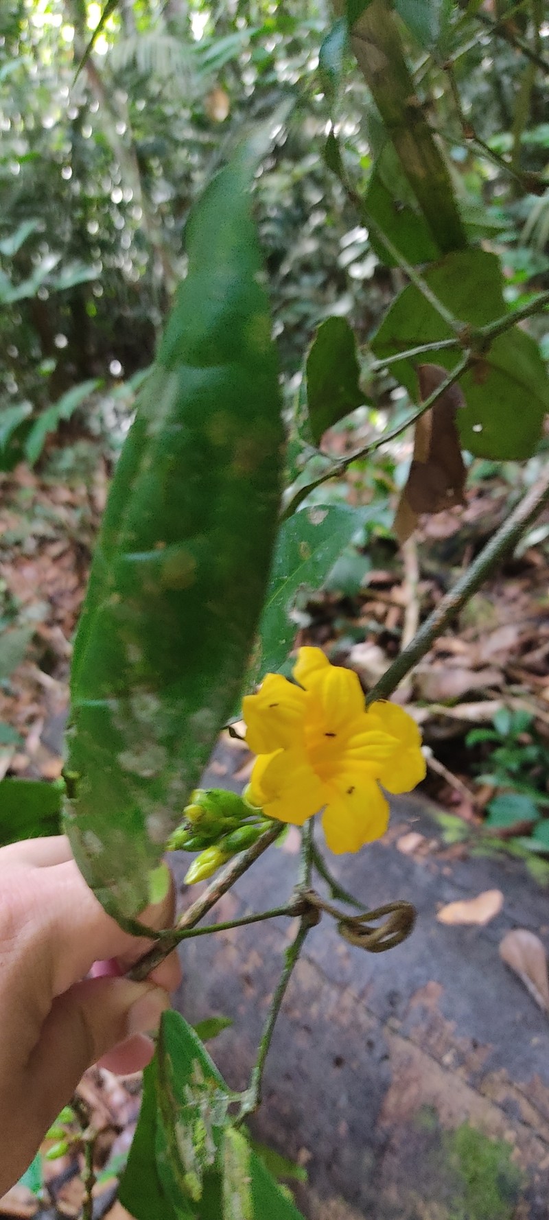 Adenocalymma subincanum photo 2