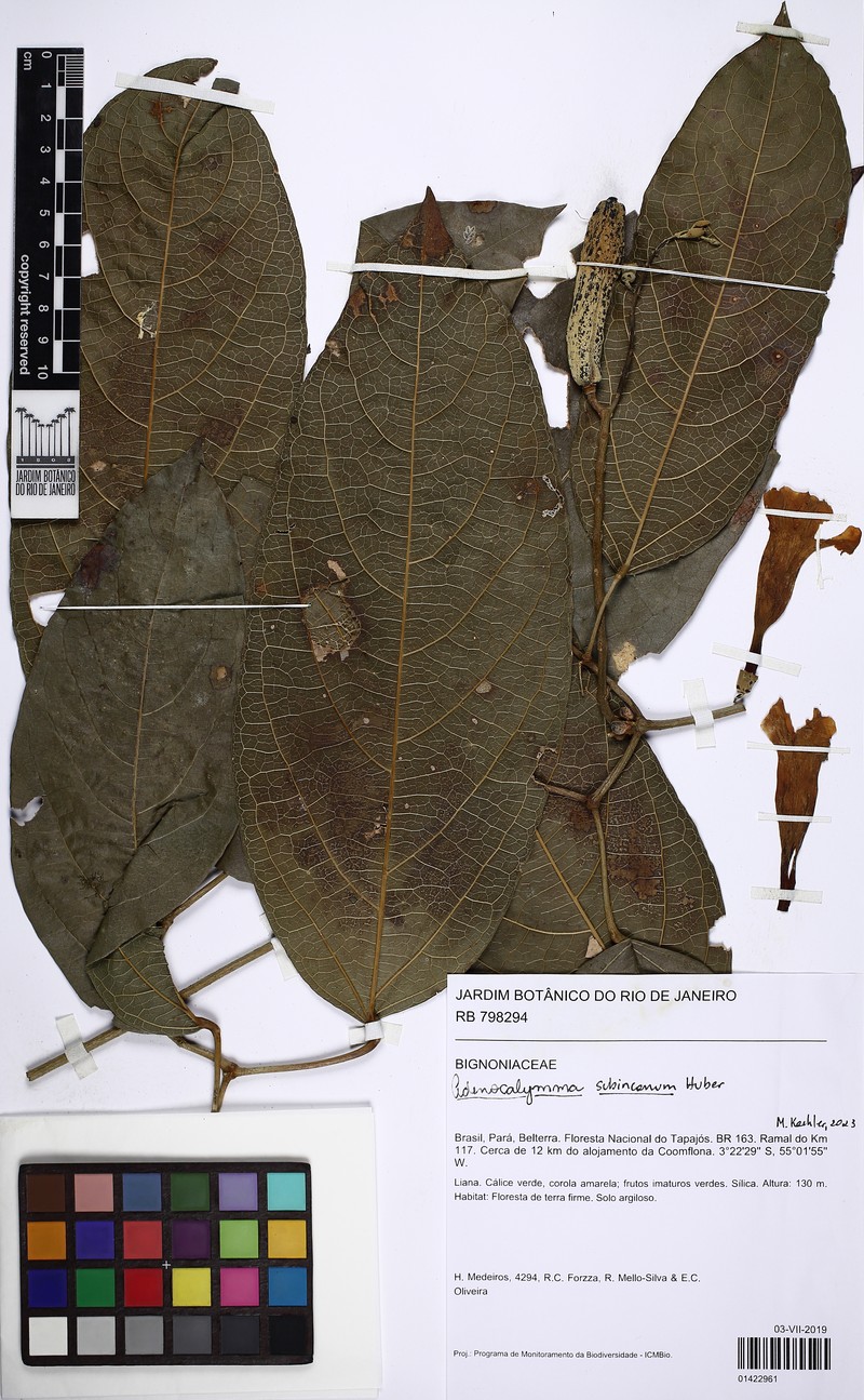 Adenocalymma subincanum photo 3