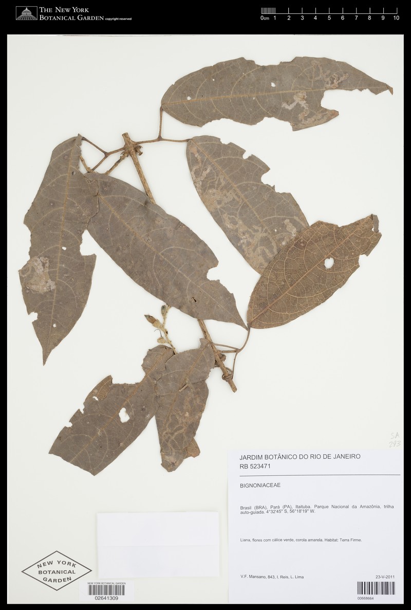 Adenocalymma subincanum photo 4