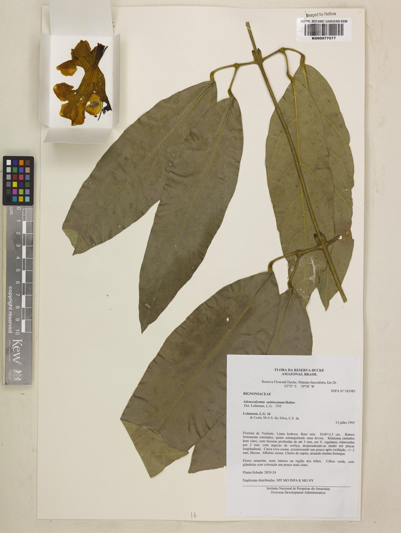 Adenocalymma subincanum photo 5