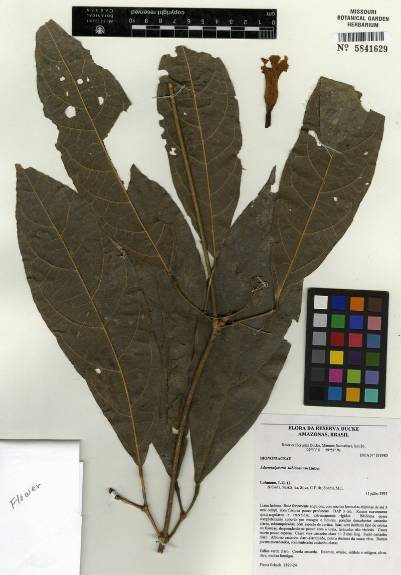 Adenocalymma subincanum photo 6