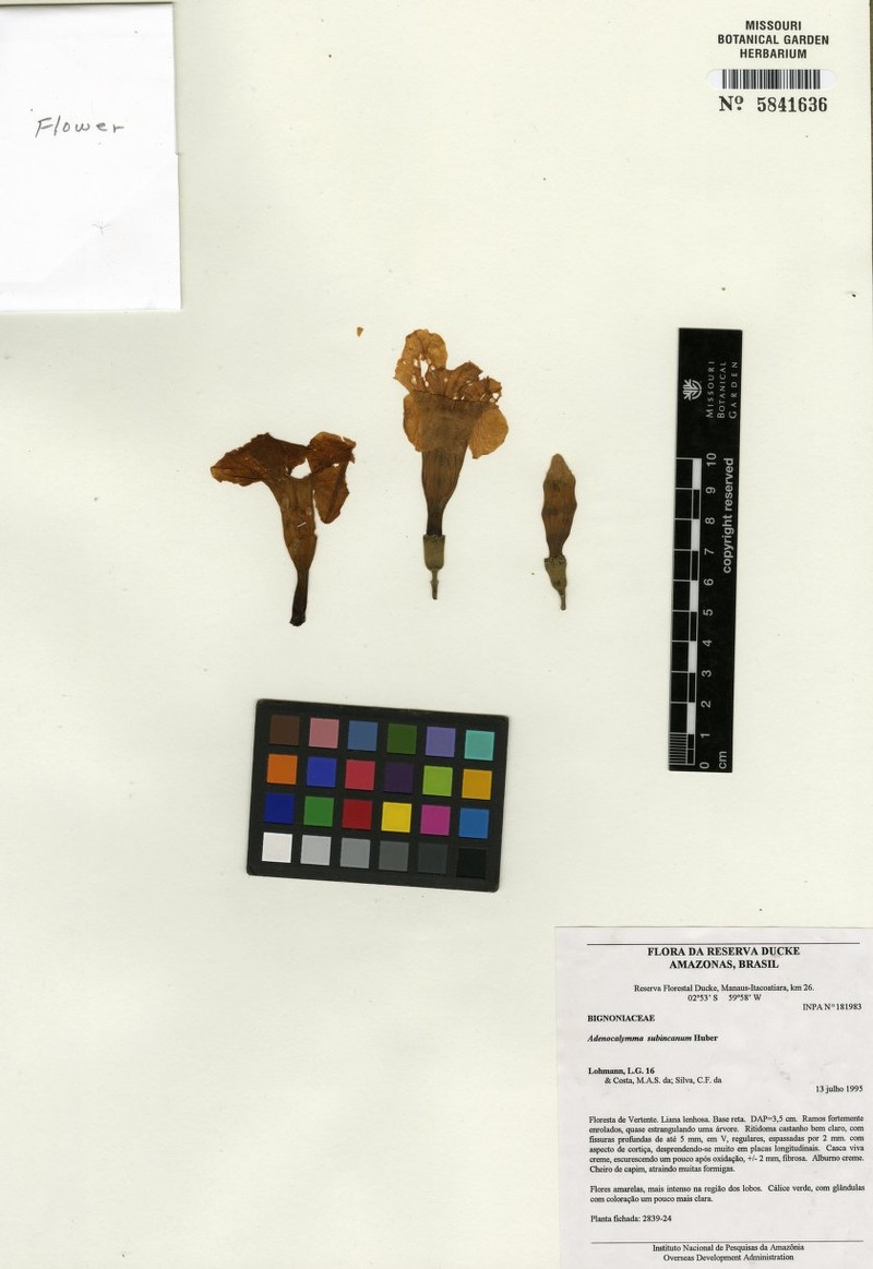 Adenocalymma subincanum photo 7