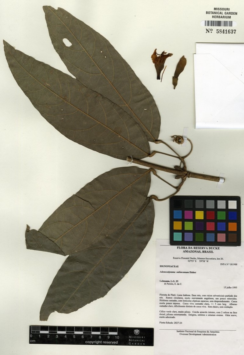 Adenocalymma subincanum photo 8