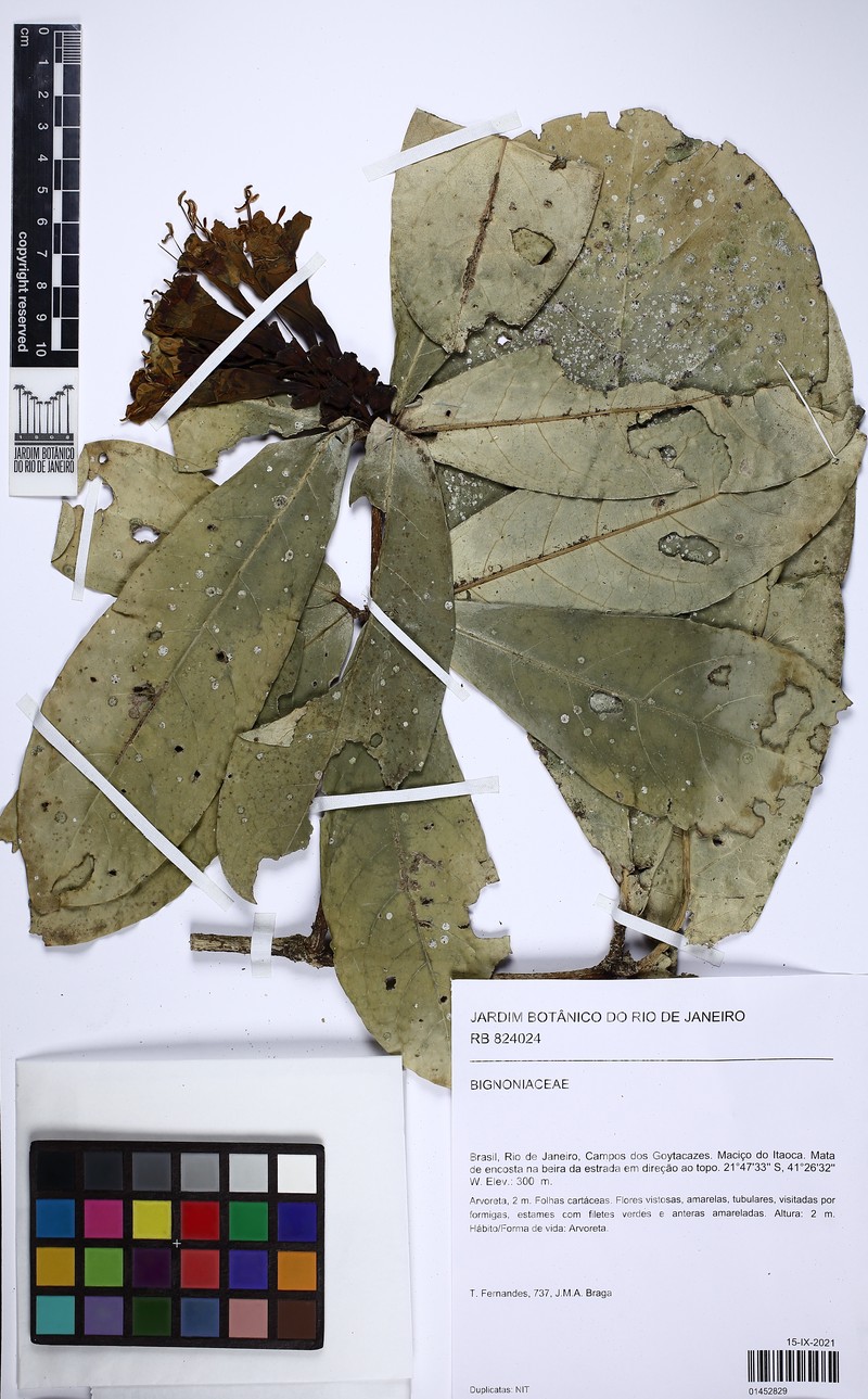 Adenocalymma subsessilifolium