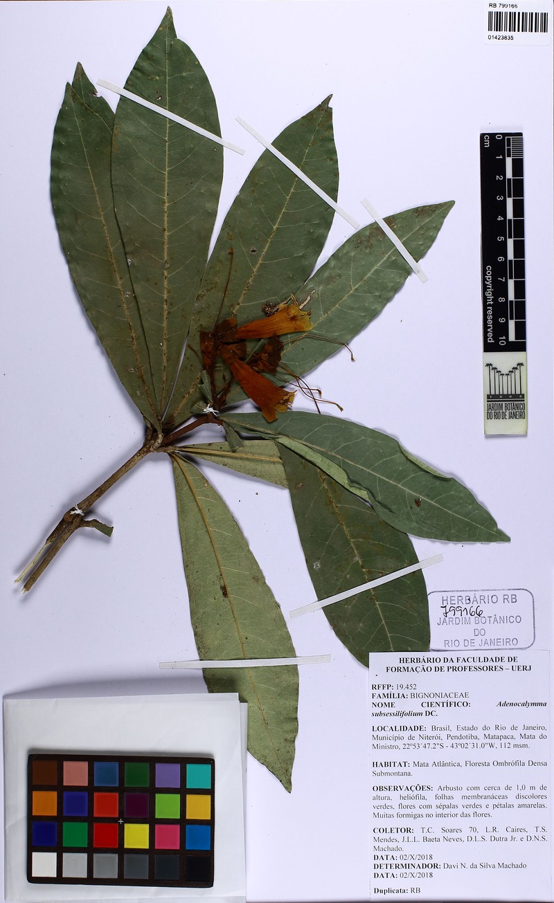 Adenocalymma subsessilifolium photo 2
