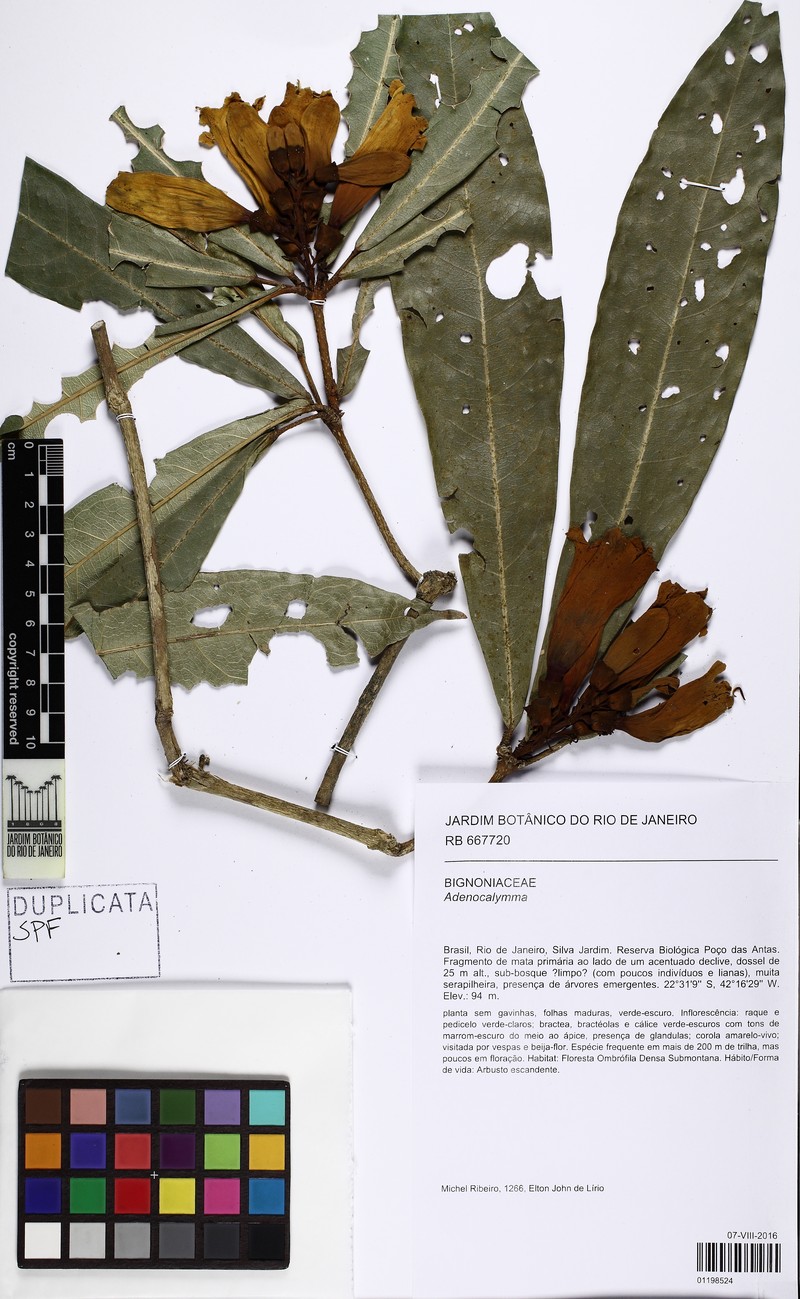 Adenocalymma subsessilifolium photo 3