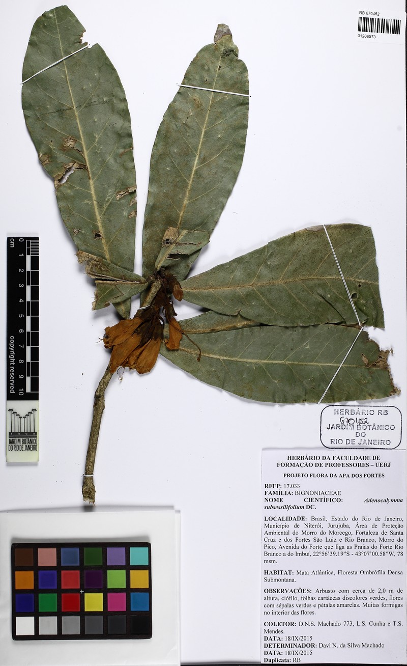 Adenocalymma subsessilifolium photo 5