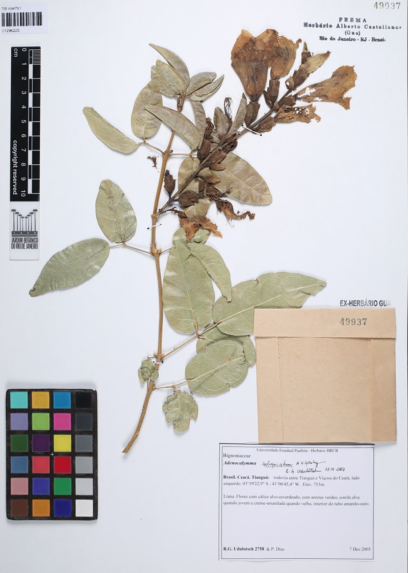 Adenocalymma subspicatum