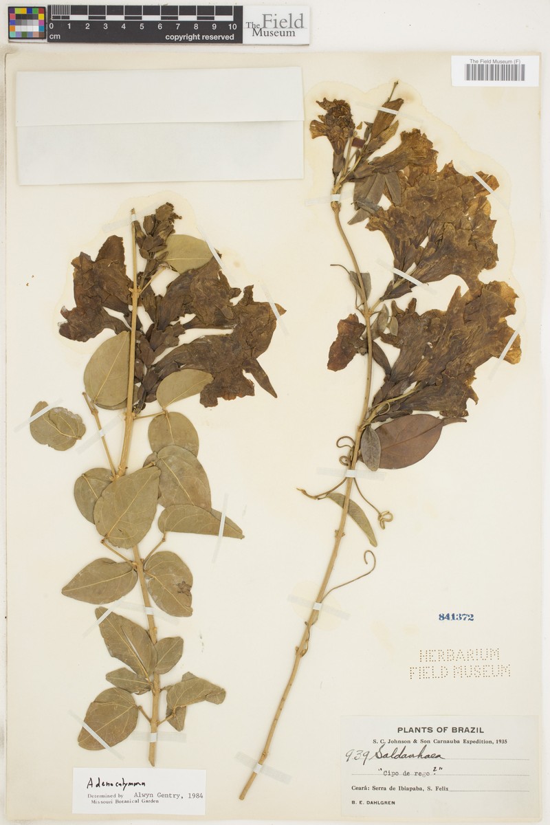 Adenocalymma subspicatum photo 2