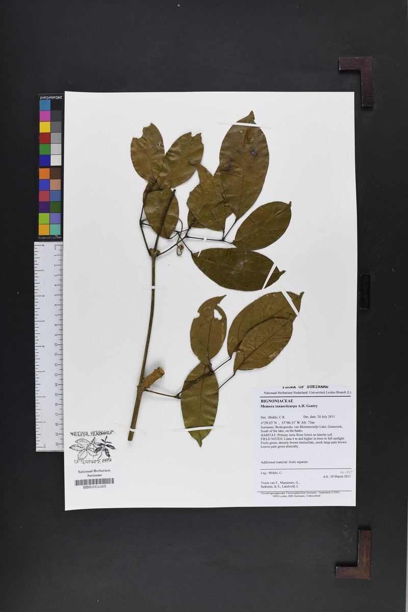 Adenocalymma tanaeciicarpum