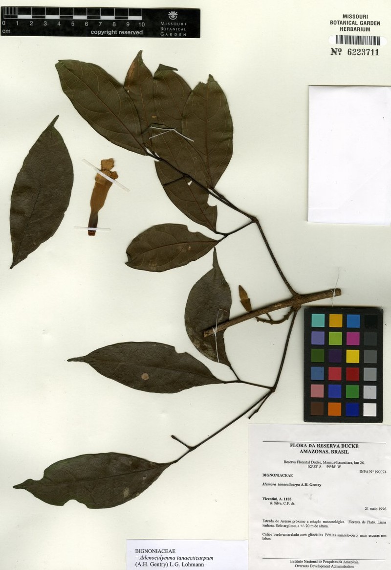 Adenocalymma tanaeciicarpum photo 2