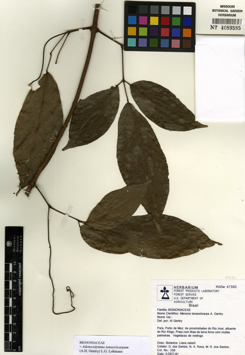 Adenocalymma tanaeciicarpum photo 3
