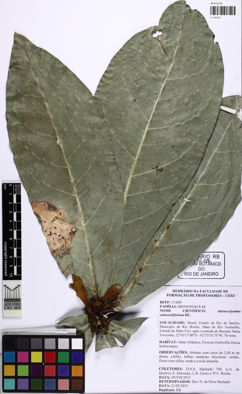 Adenocalymma tephrinocalyx photo 4