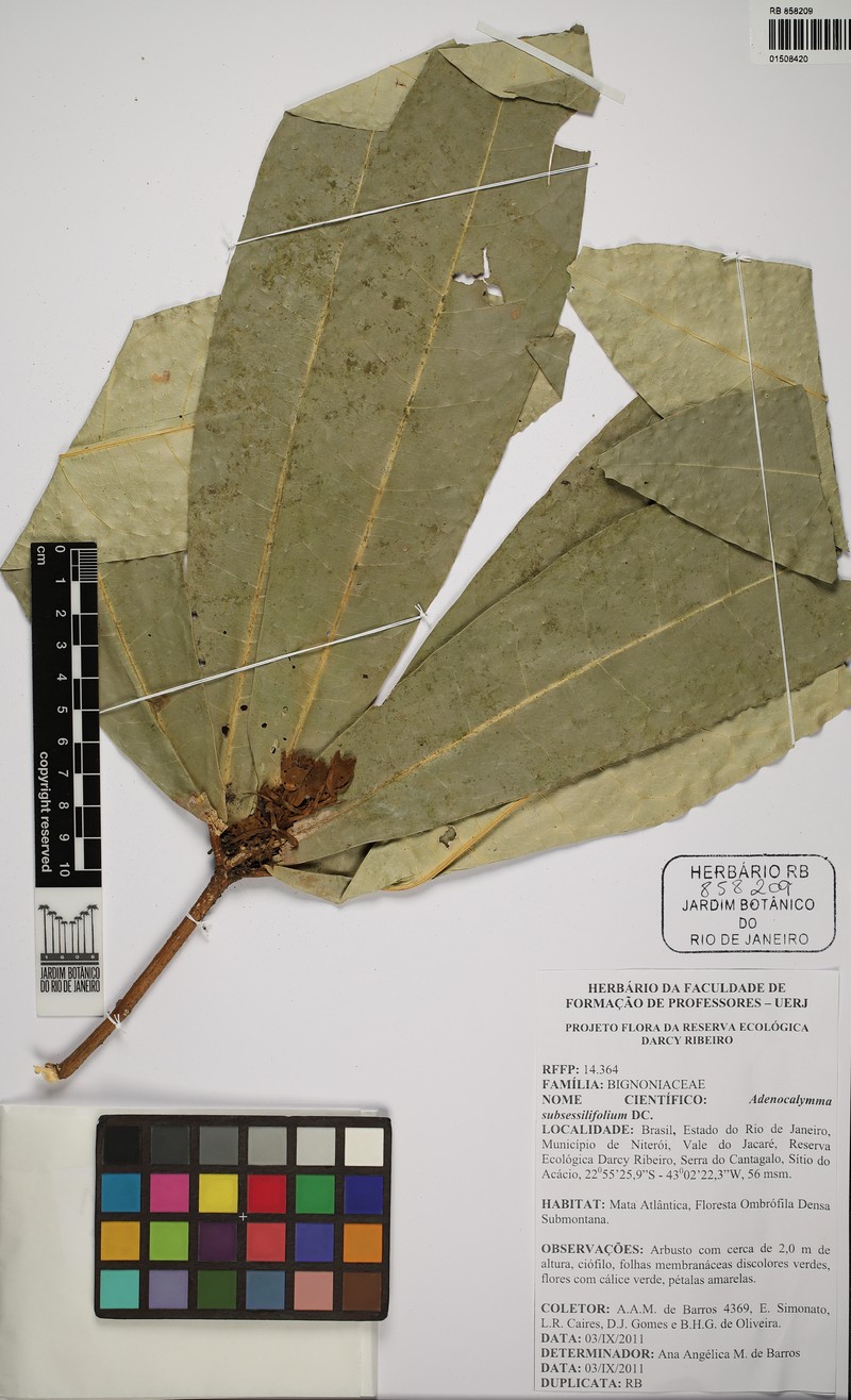 Adenocalymma tephrinocalyx photo 6