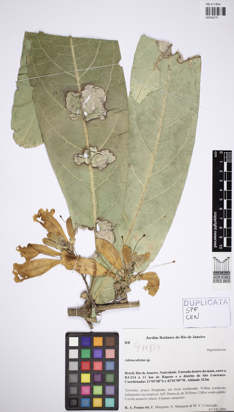 Adenocalymma tephrinocalyx photo 7