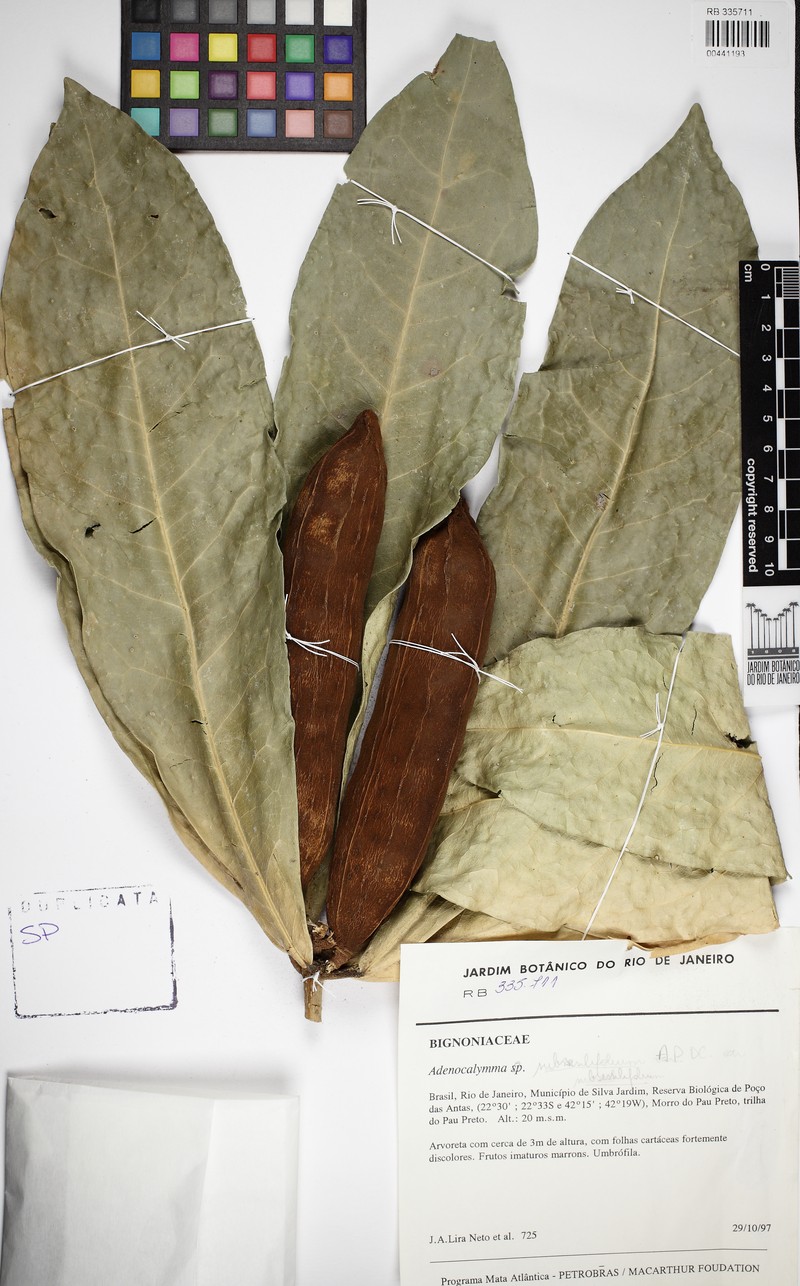Adenocalymma tephrinocalyx photo 8