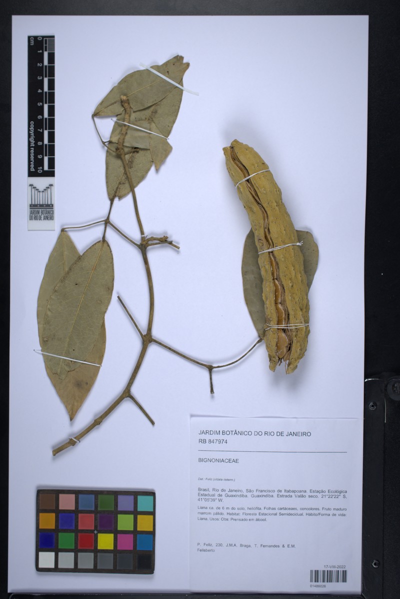 Adenocalymma trifoliatum