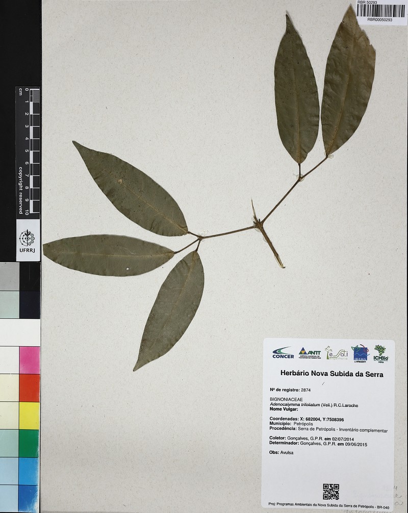 Adenocalymma trifoliatum photo 2