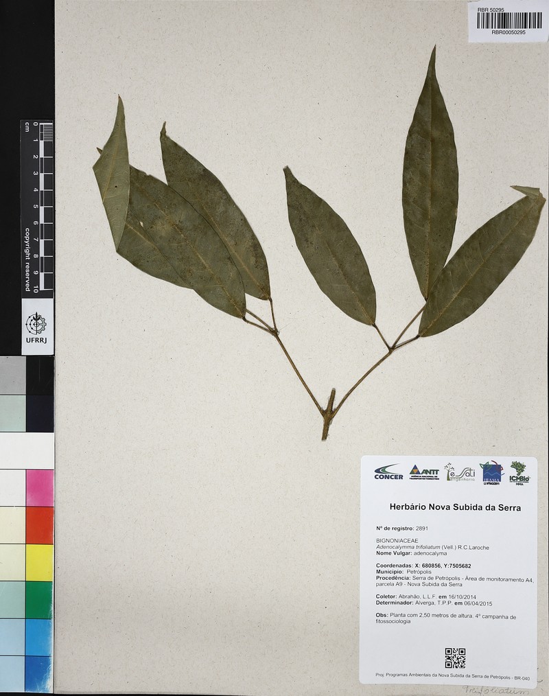 Adenocalymma trifoliatum photo 3